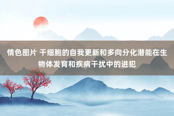 情色图片 干细胞的自我更新和多向分化潜能在生物体发育和疾病干扰中的进犯